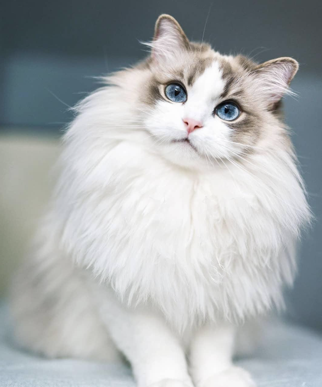 高贵的布偶猫