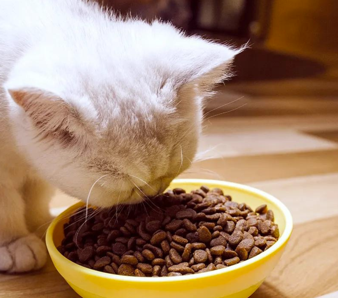 宠物猫日常护理